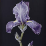 flor de iris